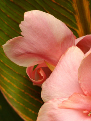 Pink Petals_196_zs3.jpg