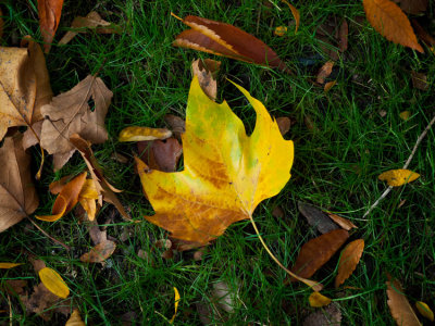 Fall-leaf.jpg