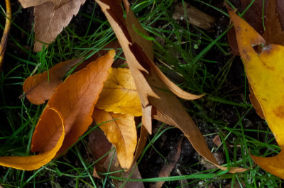 Fall-leaf_DETAIL.jpg