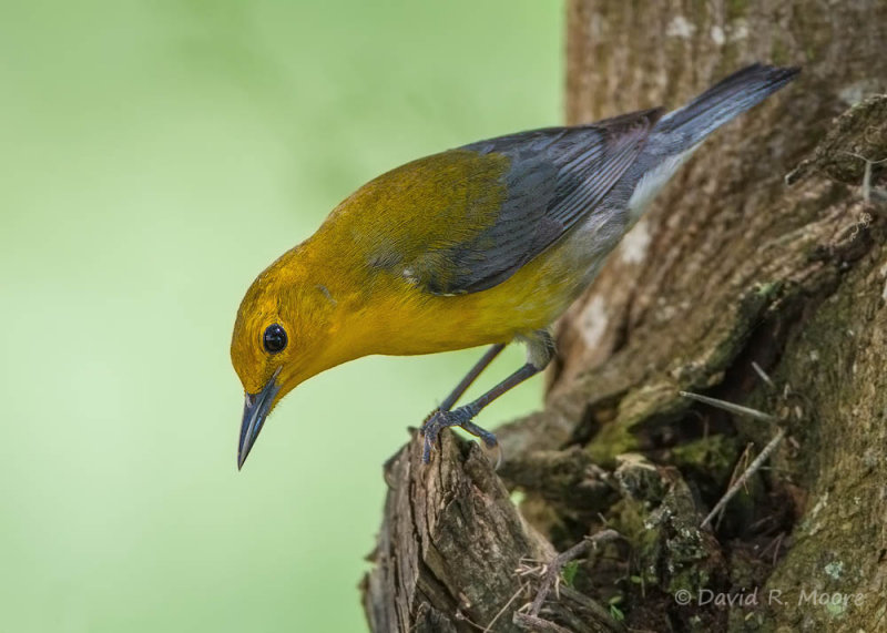 Prothonotary Warbler