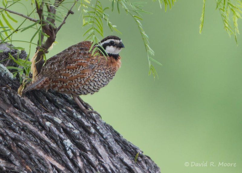 Northern Bobwhite
