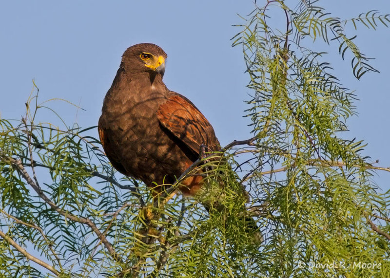 Harriss Hawk