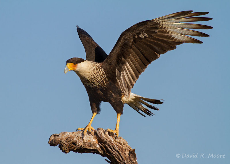 Crested Caracara