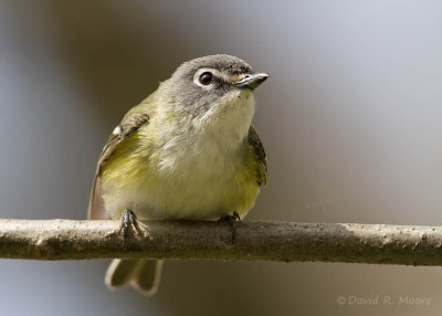 Blue-headed Vireo