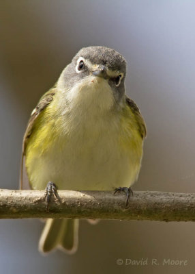 Blue-headed Vireo