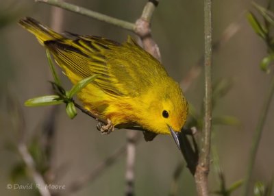 Yellow Warbler