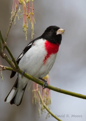 Rose-breasted Grosbeak