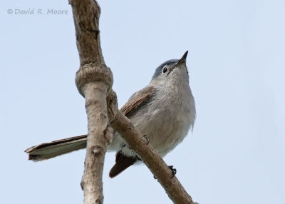 Blue-gray Gnatcatcher