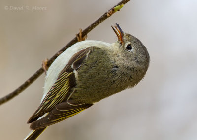 Ruby-crowned Kinglet