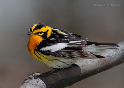 Blackburnian Warbler