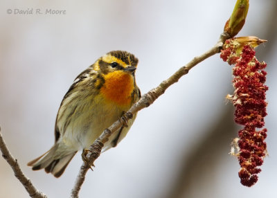 Blackburnian Warbler, female