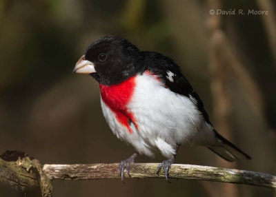 Rose-breasted Grosbeak