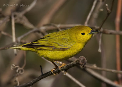 Yellow Warbler