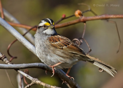 White-throated Sparrow