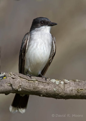 Eastern Kingbird