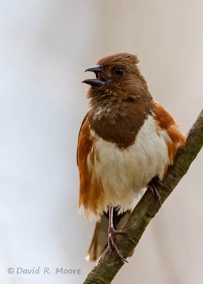 Eastern Towhee, female