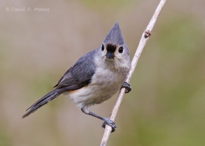 Tufted Titmouse