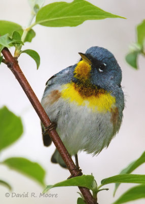 Northern Parula