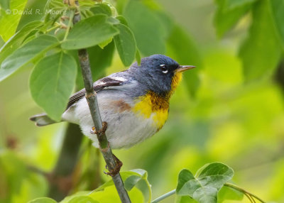 Northern Parula