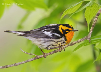 Blackburnian Warbler