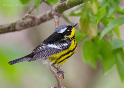 Magnolia Warbler