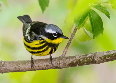 Magnolia Warbler