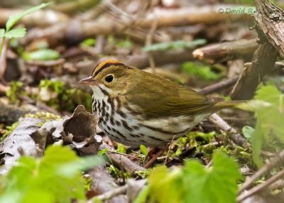 Ovenbird