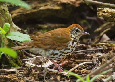 Wood Thrush