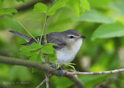 Warbling Vireo