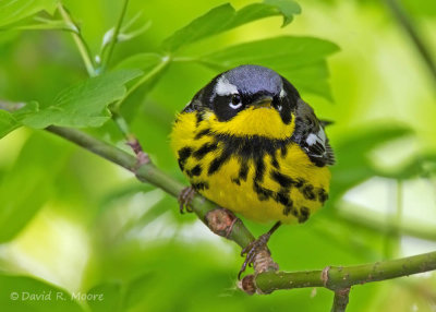Magnolia Warbler