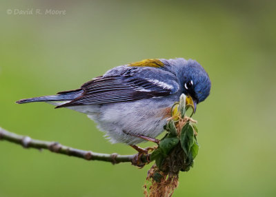 Northern Parula