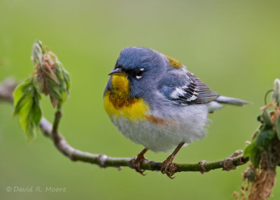 Northern Parula