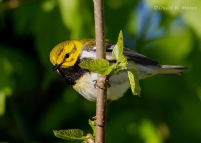 Black-throated Green Warbler