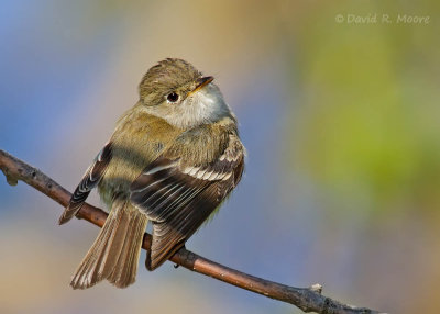 Empidonax sp.
