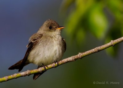 Eastern Wood-Pewee