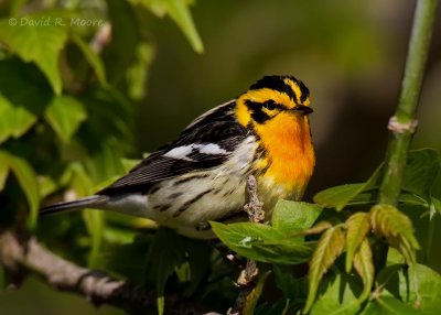 Blackburnian Warbler