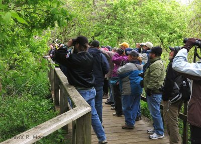 Birders on the boardwalk