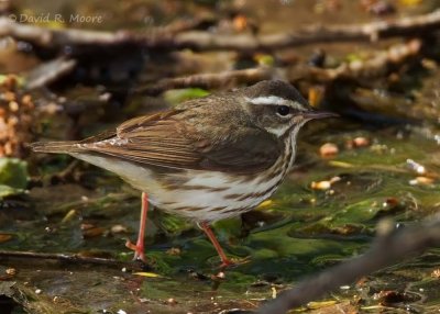 Louisiana Waterthrush