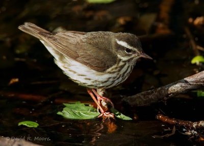 Louisiana Waterthrush