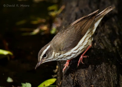 Louisiana Waterthrush