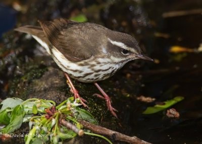 Louisiana Waterthrush