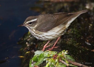 Louisiana Waterthrush