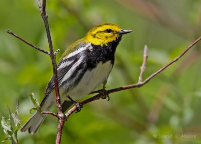 Black-throated Green Warbler