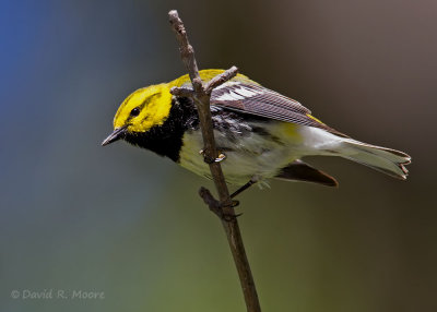 Black-throated Green Warbler