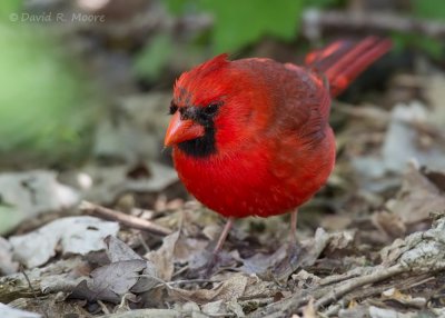  Northern Cardinal