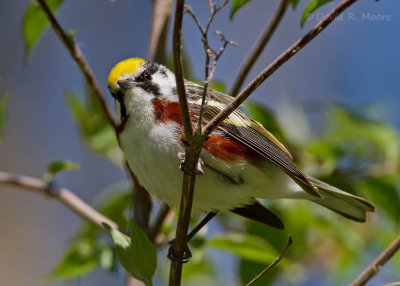 Chestnut-sided Warbler