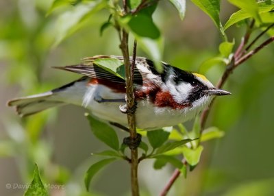 Chestnut-sided Warbler
