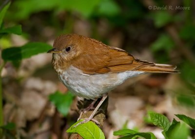 Veery