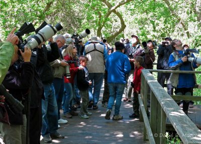 Focusing on a Prothonotary Warbler