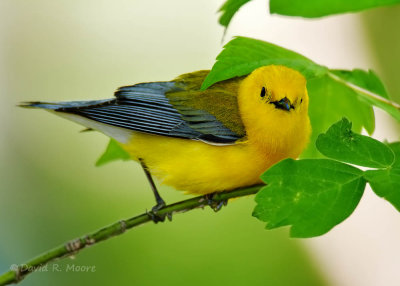 Prothonotary Warbler